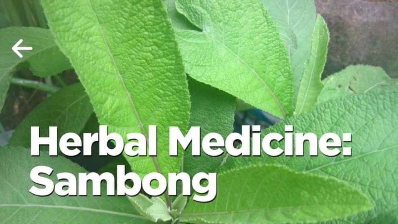 Herbal medicine for kidney stones and gallstone YouTube