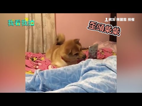 柴柴好奇的歪著頭 超萌指數爆表