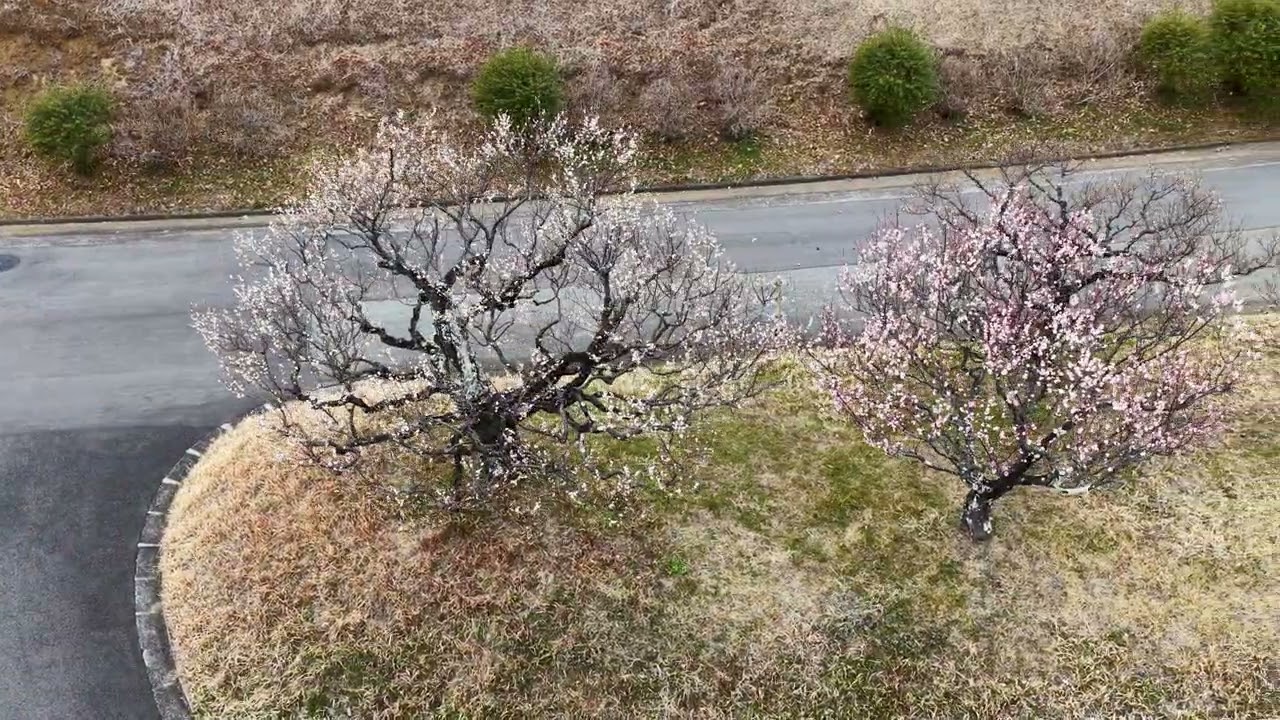 梅、神奈川県松田町、Ume Blossoms, Matsuda Town Kanagawa Pref  D