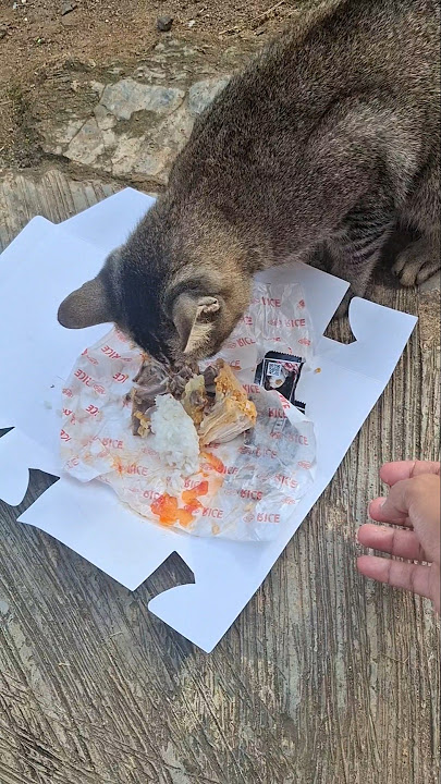 eat until you're full, okay? #trandingshorts