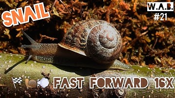 FAST FORWARD SNAIL | Oostvaardersplassen, Netherlands | Wild Animal Behaviour #21