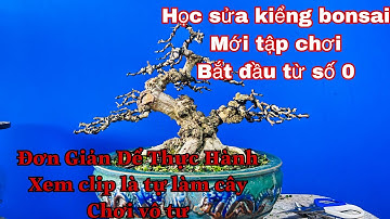 sửa kiểng bonsai từ khi chưa biết gì ( mới chơi kiểng bonsai nên làm gì ?)