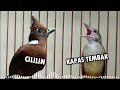 Full Masteran Tembakan Cililin Dan Kapas Tembak Mp3 - Mp4 Download