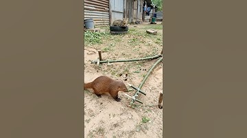 So Sharp!😼 #viralshorts #fypシ #funnyanimals #mongoose