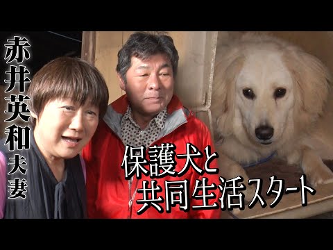 【保護犬と共同生活】人を怖がる"ひつじ"と赤井英和さんご夫婦の新たな生活がスタートしました