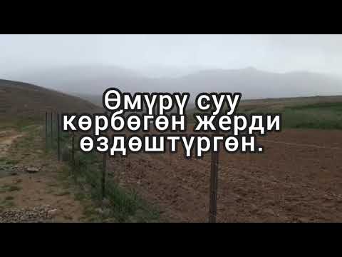 Video: Бууландыргыч эмне үчүн пайдалуу?