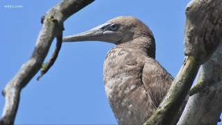 Tropical bird makes first ever appearance in Ohio