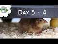Raising Celadon / Coturnix Chicks: Day 3 - 4: Still Adorable!