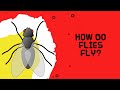 Interesting facts about flies  the great flyers  how does flies fly