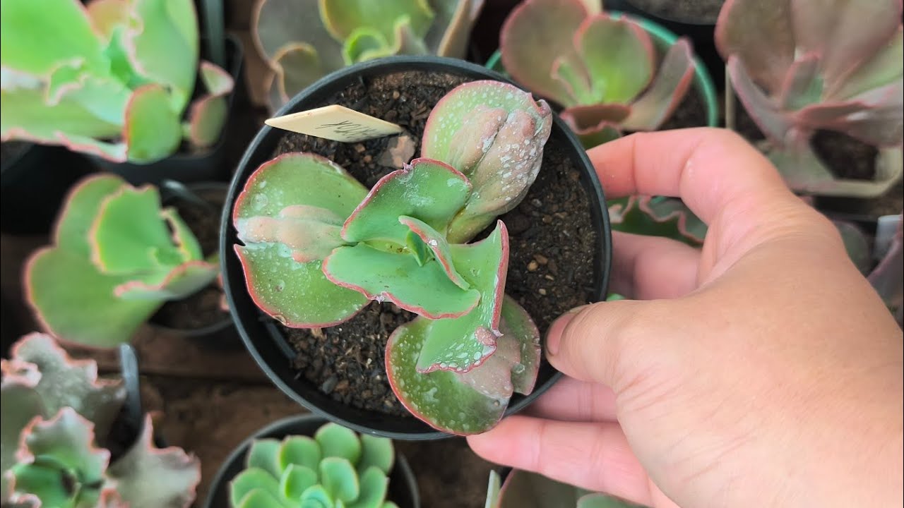 2 kits maravilhoso por 150 reais com 19 plantas de nome com 4 brindes de gigantes 