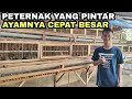 Pertumbuhan ayam yg luar biasasidak kandang mitra