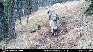 Wolf Pack Trotting through Montana Forest - High Divide by People and Carnivores 983 views 2 years ago 1 minute, 3 seconds