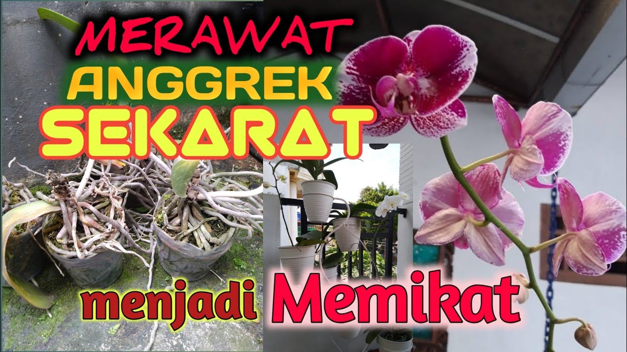 Tips merawat anggrek yang benar 