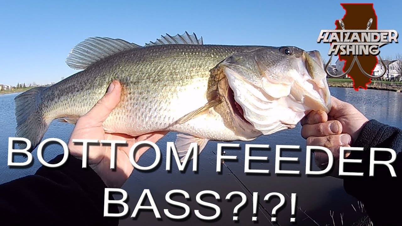Bottom Feeder Bass Youtube