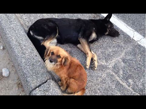 Video: Tüylü Dogfathers sor: Yardım - Benim Köpek Kabin Ateşi vardır!