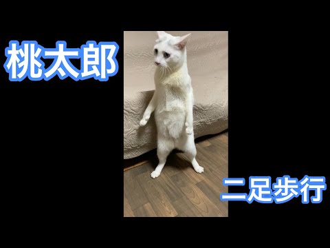 相変わらず歩く猫