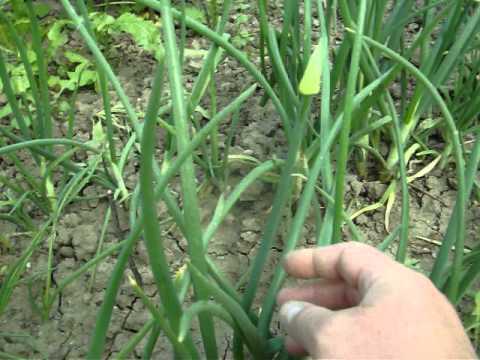 Green Onion Plant Care - YouTube