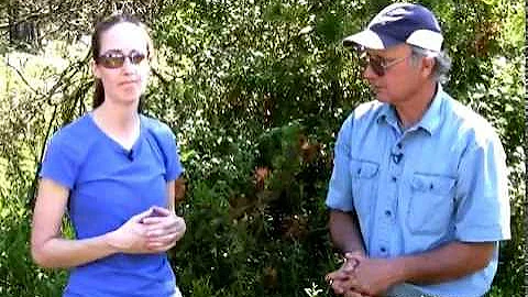 Burns Bog Restoration