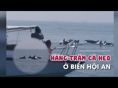 Video Bất ngờ chứng kiến hàng trăm chú cá heo nô đùa trên... - youtube