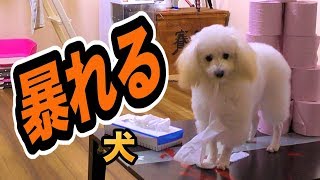 留守番中に隠し撮りしてたら暴れまくりの犬　PDS