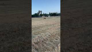 Terrier outruns Saint Bernard #dogs #funny #pets #viral #saintbernard #terrier #training