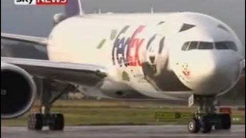 Giant Pandas Arrive In Edinburgh