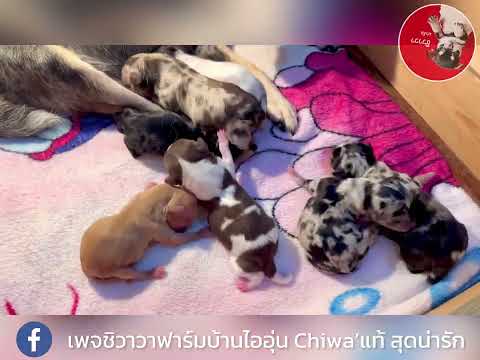 ชิวาวาขนสั้นน่ารัก #ชิวาวา #ชิวาว่า