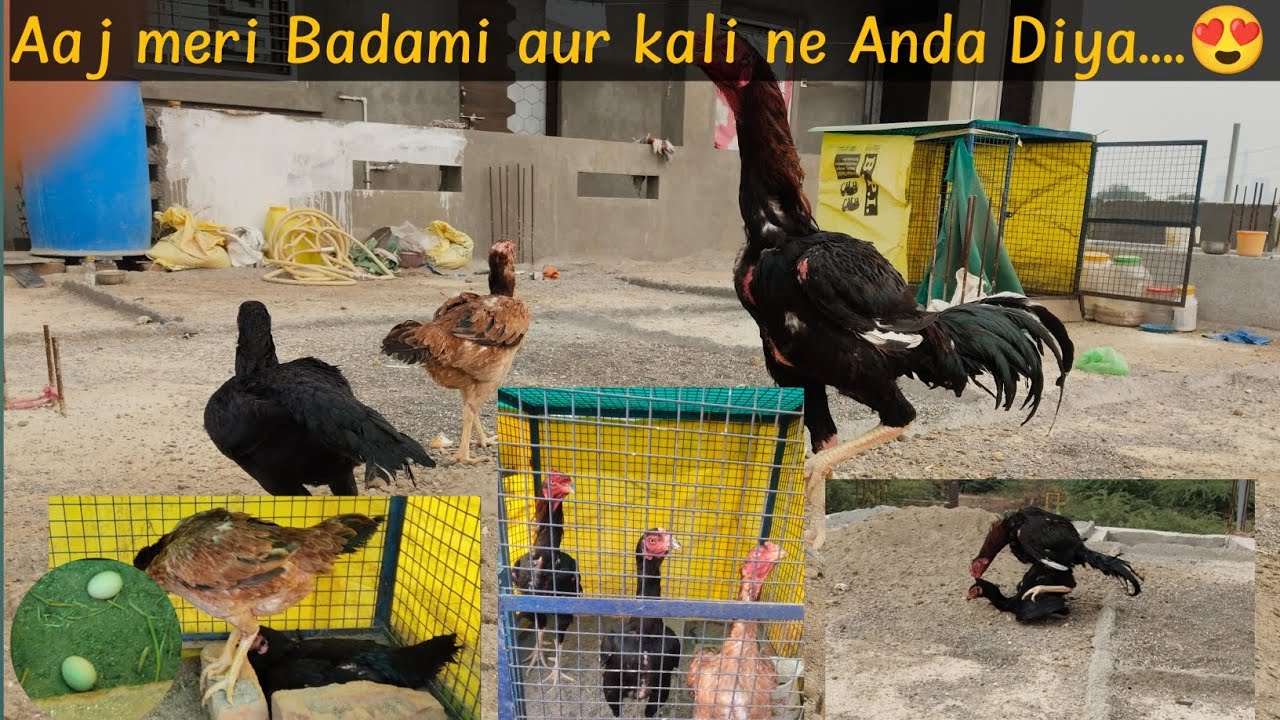 aseel murgi ne anda diya🥚ll Aseel lakha kalu ne Breeding kiya 🔥 