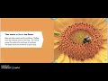 Sunflower Growth Cycle Quiz