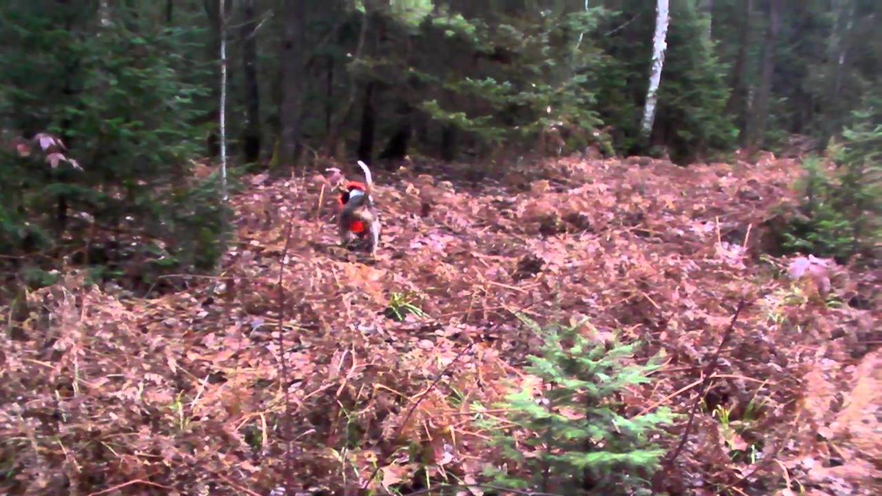6 month old bluetick coonhound weight deer hunting with hounds blue tick coon hound starting the drive 6 month old bluetick coonhound weight deer hunting with hounds blue tick coon hound starting the drive