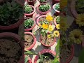 घर को ऐसे सजाये | beutiful flower 🌼🌻| Home Gardening #trending #flowers #youtubeshorts #shorts