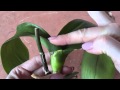 Орхидея без корней с вялыми листьями. Orchid without roots with dull leaves