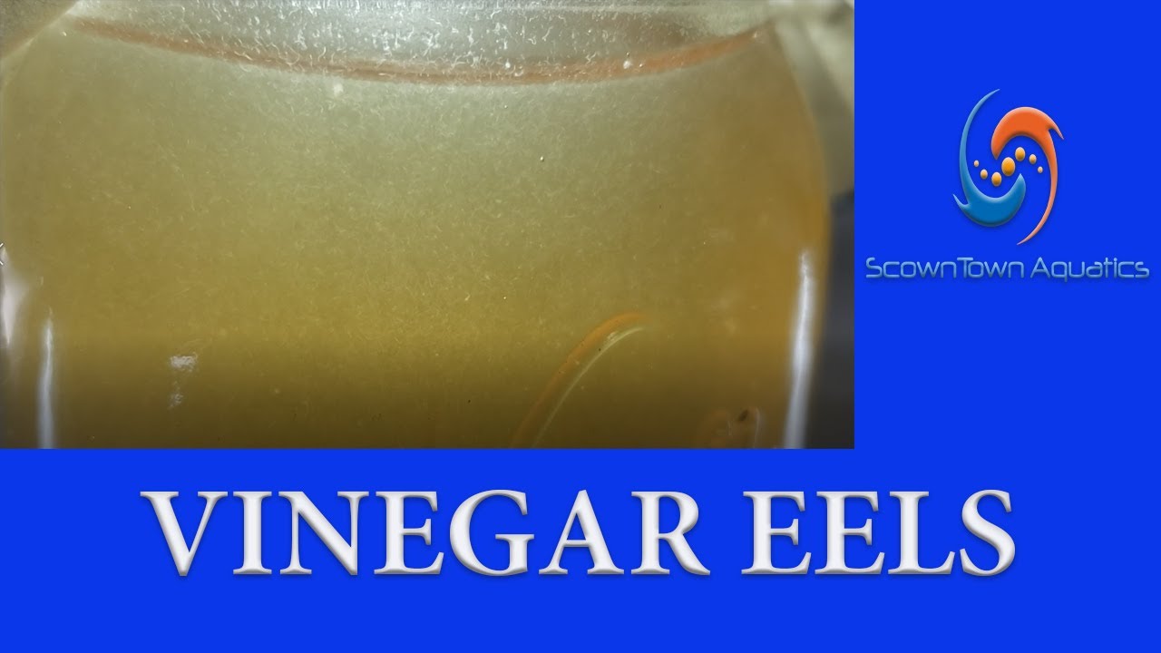 Vinegar eel culture set up. YouTube