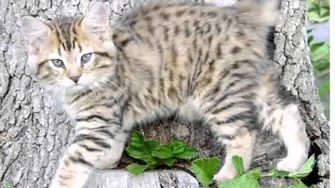 Watch the video about American Bobtail Black | Cat Picture Collection