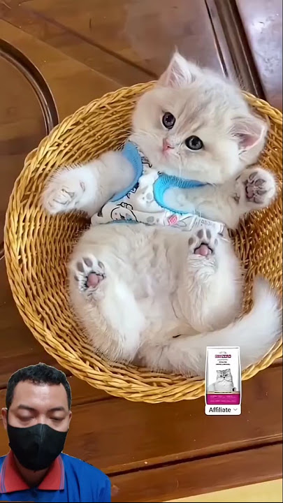 Cc:@Catskitten7  Funny Cute cat