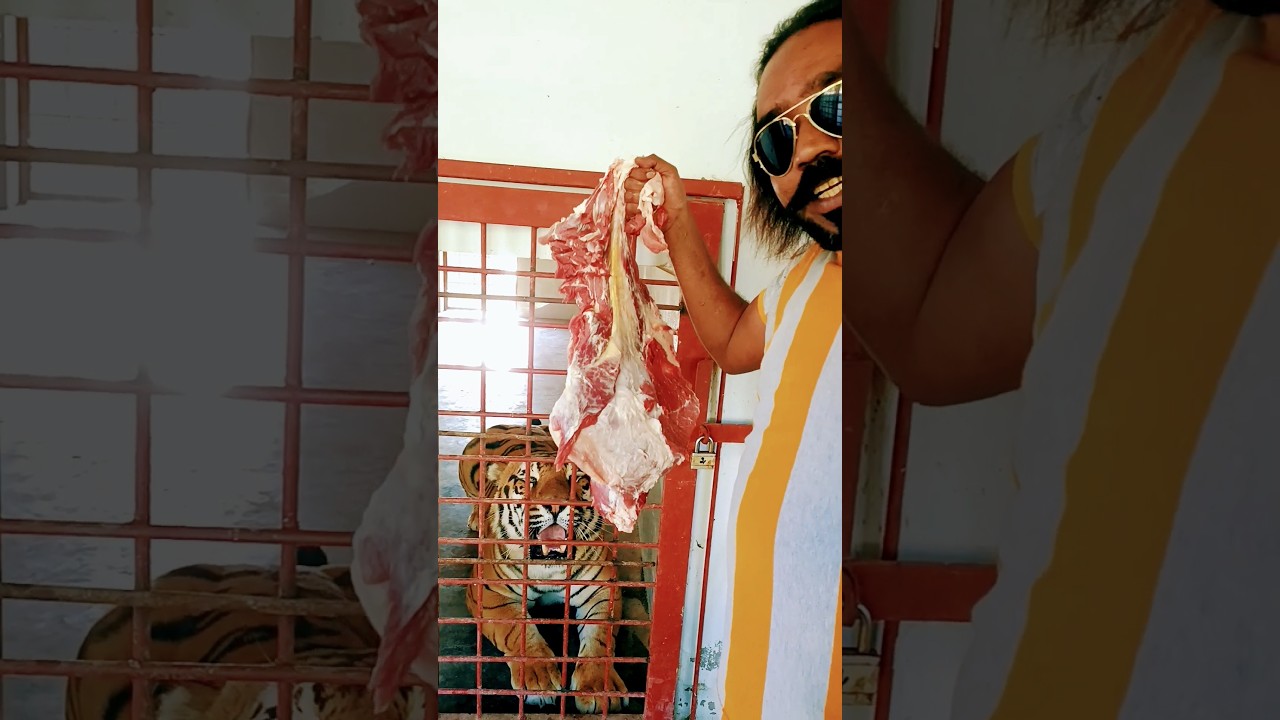 Bengal tiger TOny K Lye Meat Bohat Khush hua  #tigerlife #animallover  #bengaltiger