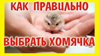 КАК ПРАВИЛЬНО ВЫБРАТЬ ХОМЯЧКА ? / #ХОМЯКА / КАК КУПИТЬ ? / ХОМЯКА / / ХОМЯК / ХОМКИ