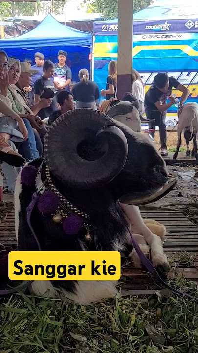 sanggar kie domba Garut || kontes SKDG piala Gubernur Jawa Barat. Arlamba Rancabango