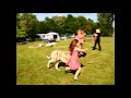 Mastin espanol / Spanish mastiff - competition Child and dog