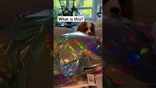 Cavalier King Charles spaniel puppy doesn’t like the inflating balloon