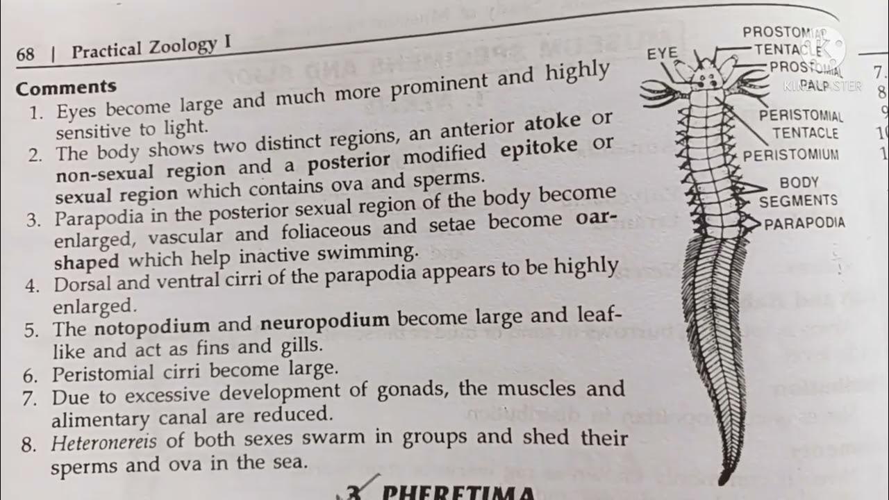 heteronereis classification, habitat and comments zoology practical on