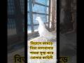 valobasar Andhra paira Biraler kamre diyar por sustho kore tullo ak vai #pigeon #trending#viral