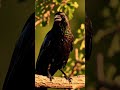 OMG! He accepted my crow request! 🤯 #shorts #youtubeshorts #birds