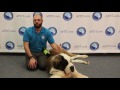 Big Dogs, Big Hearts - The Difference in Owning a Large Breed Dog (APDT Train Your Dog Month) Big Dogs, Big Hearts - The Difference in Owning a Large Breed Dog (APDT Train Your Dog Month)