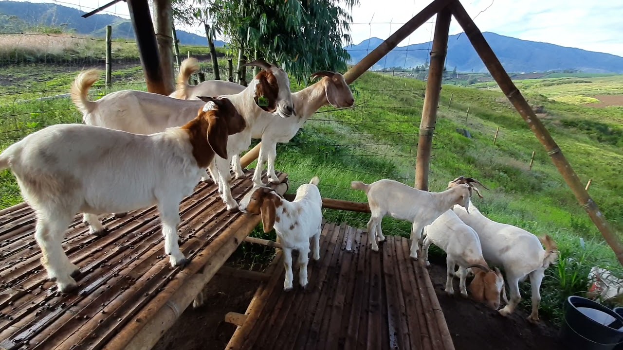 Raising Goats in Highlands!