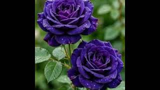 Why Are Rose Flowers So Beautiful and What Makes Their Colors, Petals, and Fragrance Special News