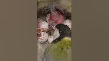 First feeding  Great tit nest. Hidden camera. #shots #birds #nest #wildlife