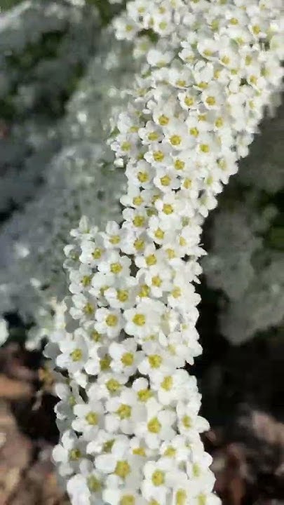 Спирея серая 🤩 #спирея #грейфшейм #grefshaim #gardening #shorts - YouTube