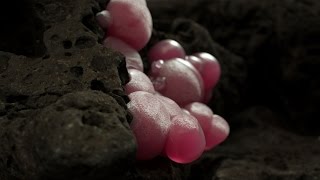Arnold for Cinema 4D Demoshot
