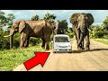 ELEFANTE GIGANTE PERSIGUIENDO COCHE | Vuelta al Mundo en Moto | África #118